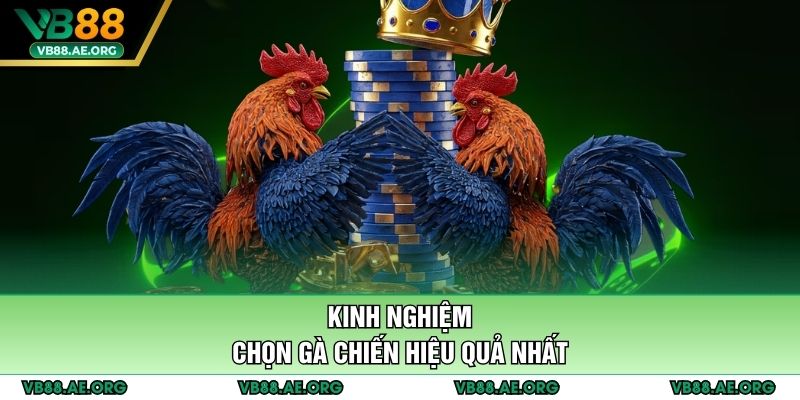 Kinh nghiệm chọn gà chiến hiệu quả nhất