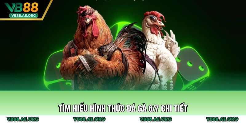 Tìm hiểu hình thức đá gà 6/7 chi tiết