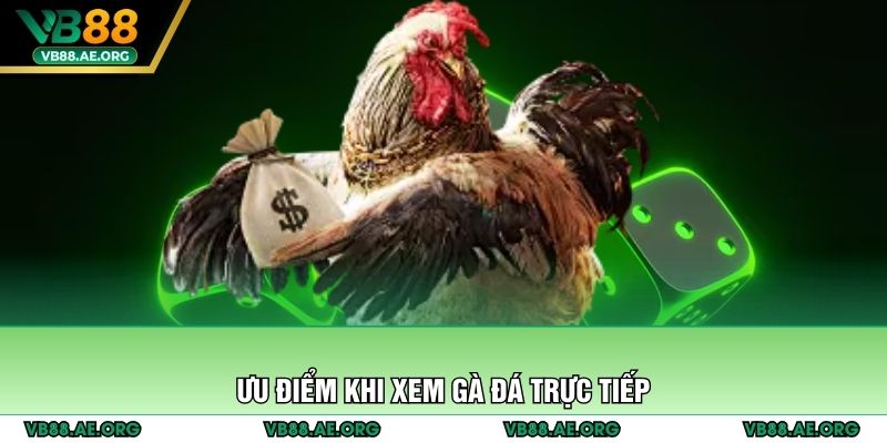Ưu điểm khi xem gà đá trực tiếp